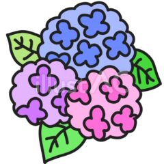 アジサイの花のイラスト | いらすとあ