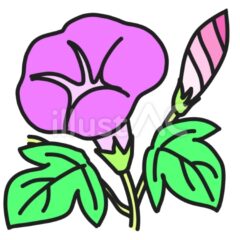 朝顔の花と蕾のイラスト | いらすとあ